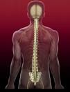 spine8.jpg